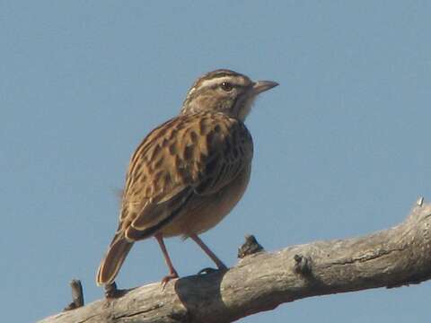 Image of Sabota Lark