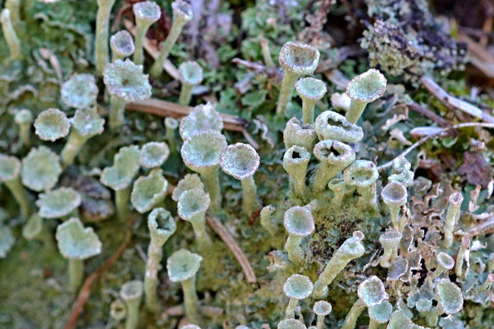 Image of cup lichen