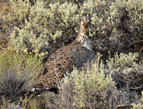 Image of Gunnison sage-grouse; greater sage-grouse