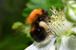 Image of Bombus hypnorum (Linnaeus 1758)