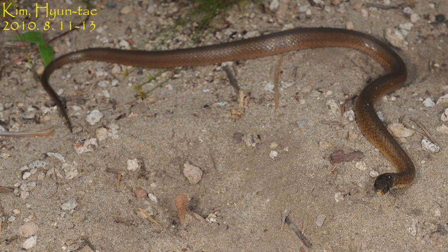 Image of Japanese Keelback