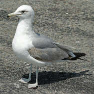 Image of California Gull