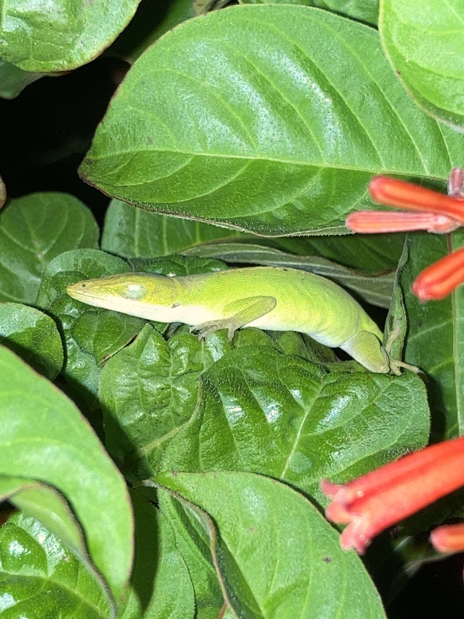 Sivun Anolis carolinensis Voigt 1832 kuva