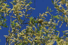 Image of Blackburnian Warbler