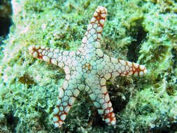 Image of Red and pink sea star