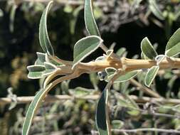 Olearia megalophylla (F. Müll.) F. Müll. resmi