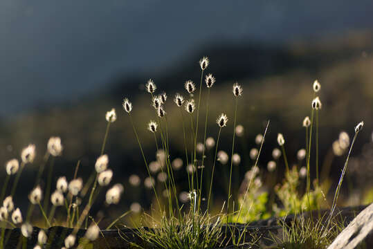 Image of Common Spike-rush