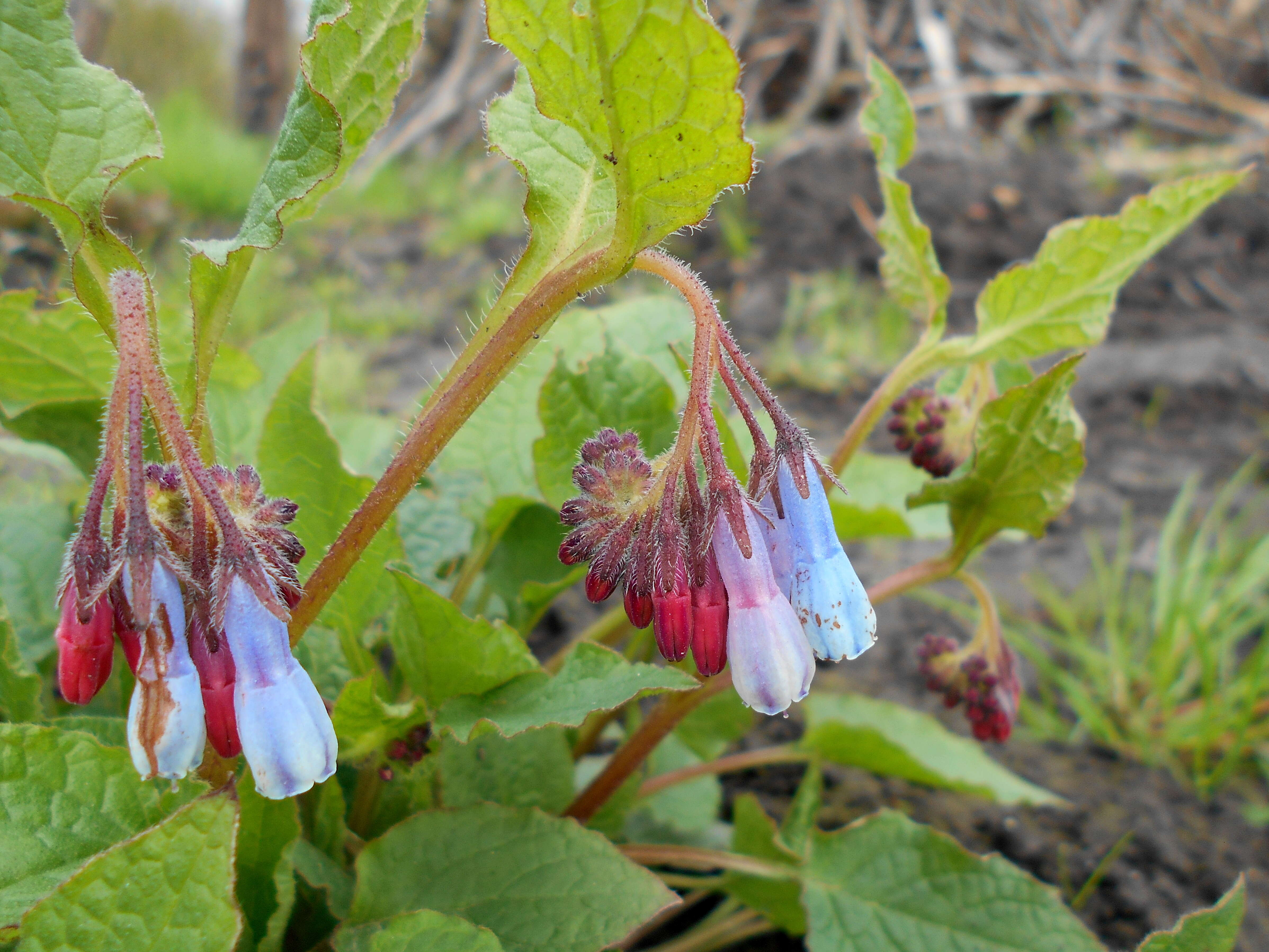 Image of Symphytum grandiflorum DC.