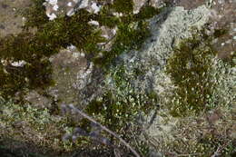 Image of cup lichen