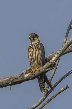 Image of Eurasian Hobby