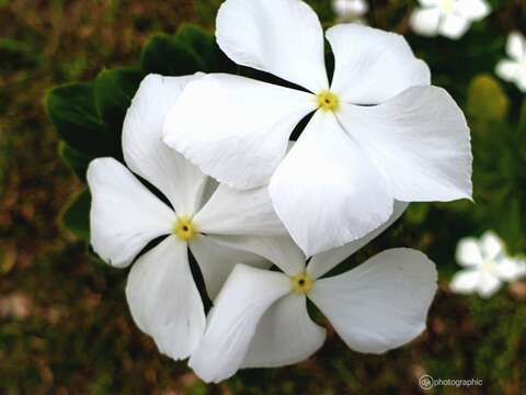 Imagem de Catharanthus roseus (L.) G. Don