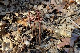 Image of Spring coralroot