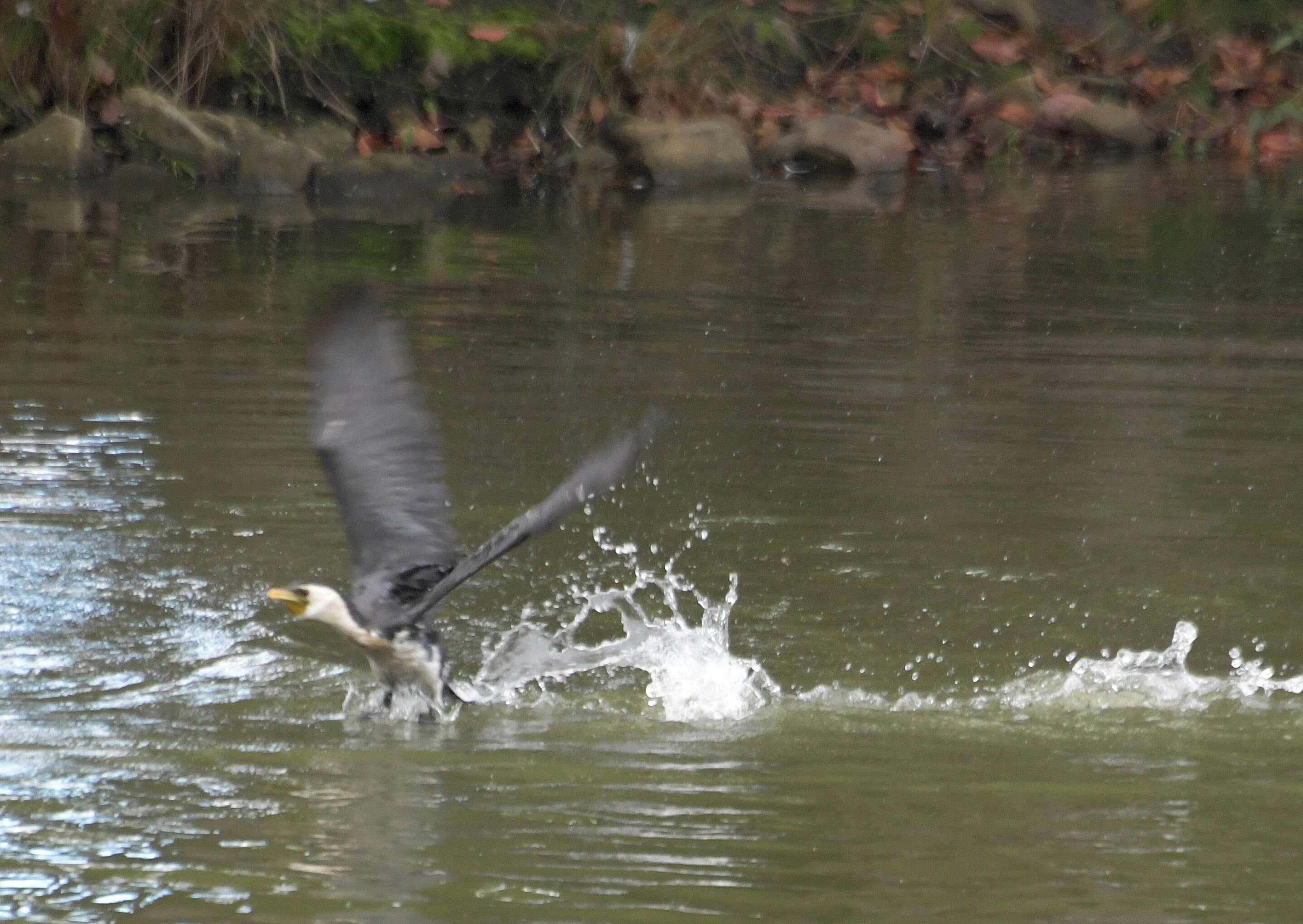 Image of Little Pied Cormorant