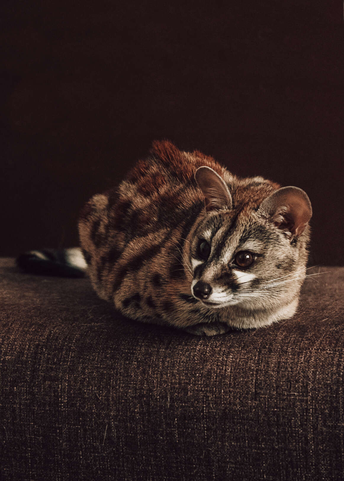 Image of Blotched Genet