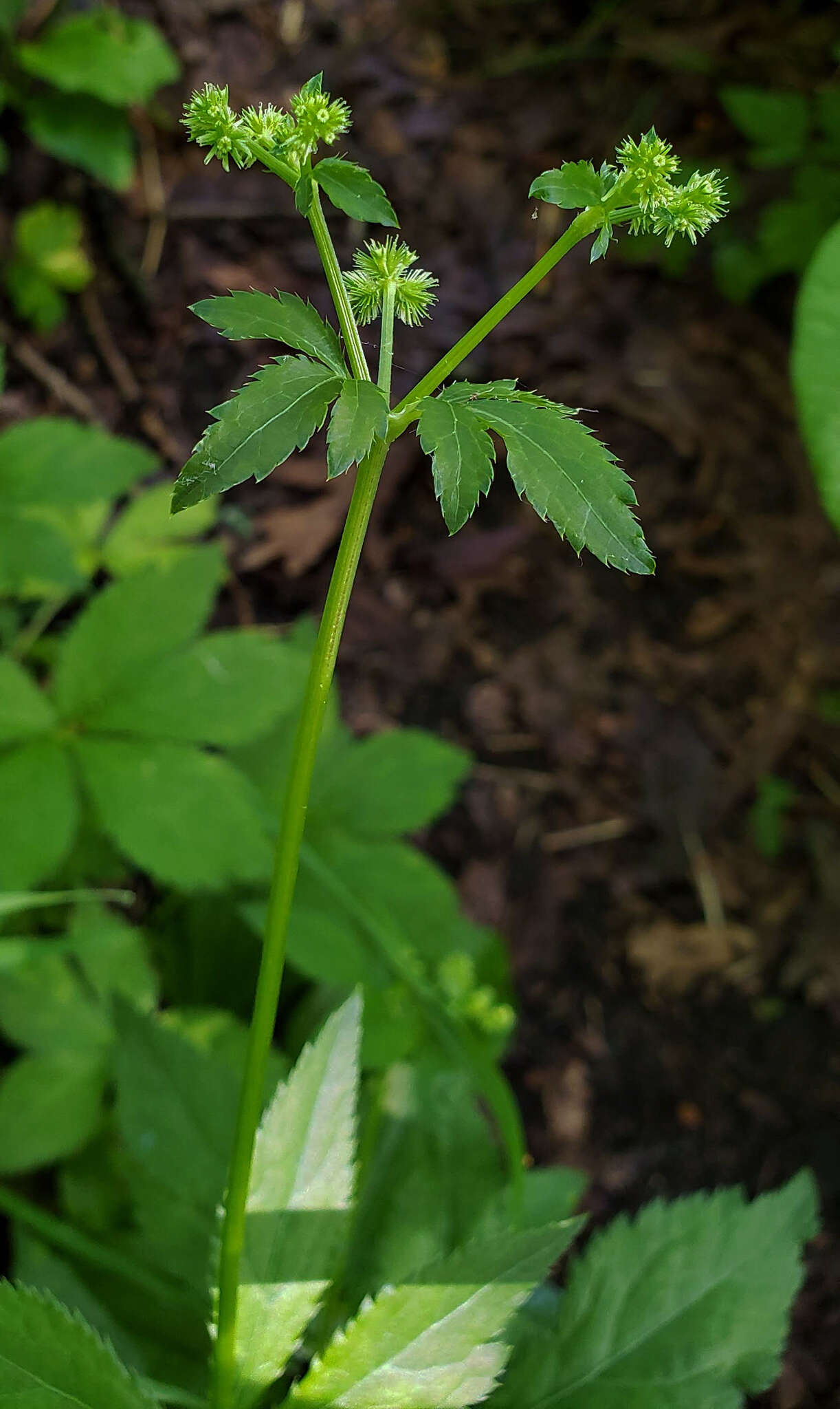 Image of Canadian blacksnakeroot