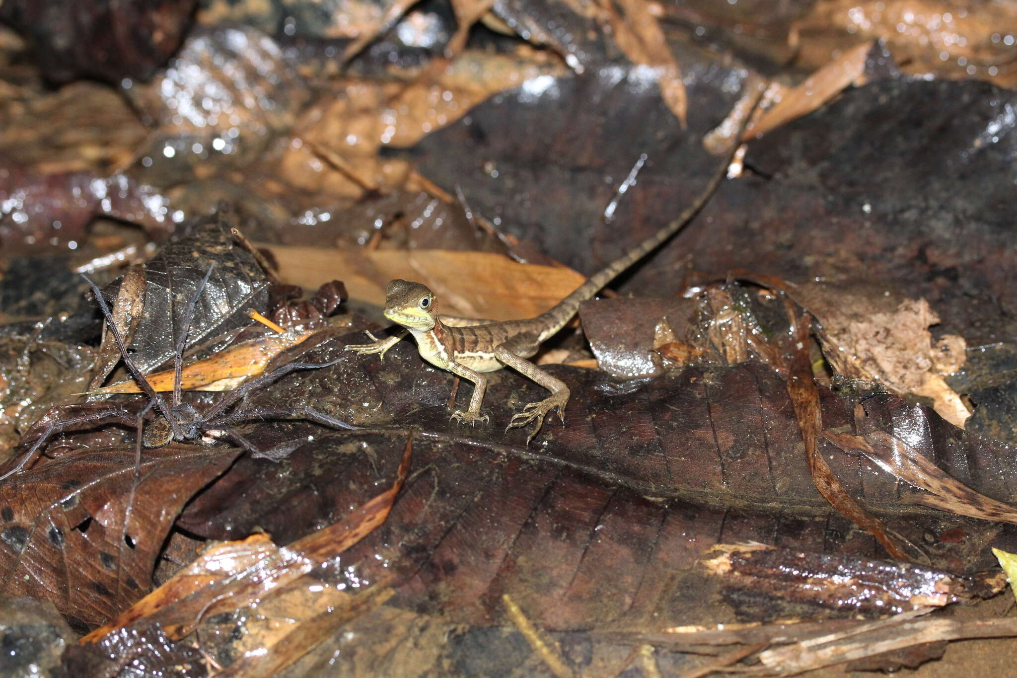 Image of Western basilisk