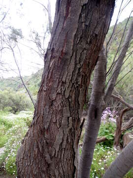 Imagem de Tamarix africana Poir.