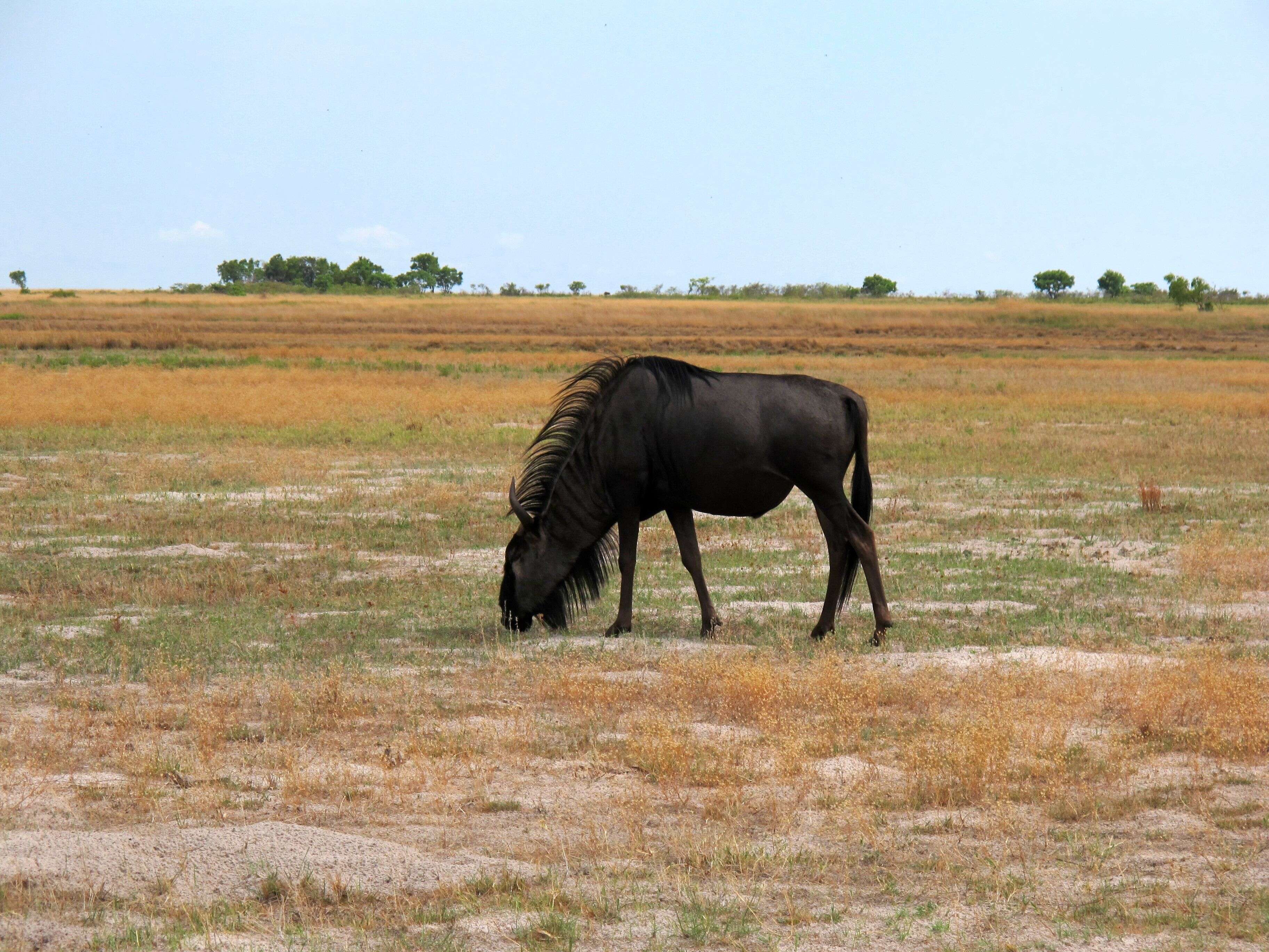 Image of Alcelaphinae