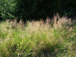 Image de Agrostis commun