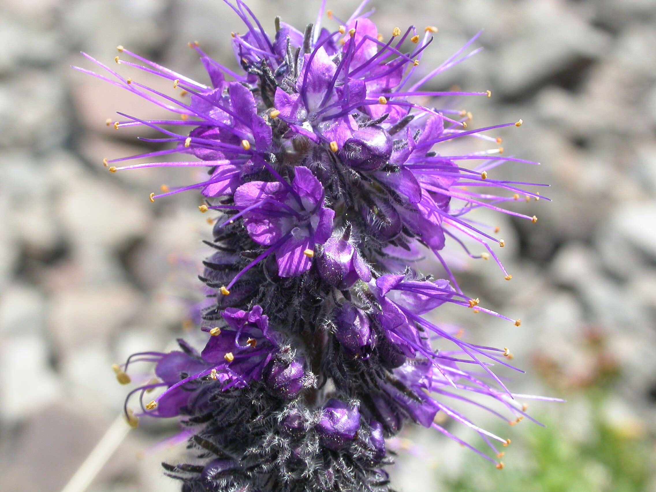 Image of silky phacelia