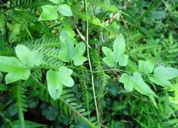 Image of climbing ferns