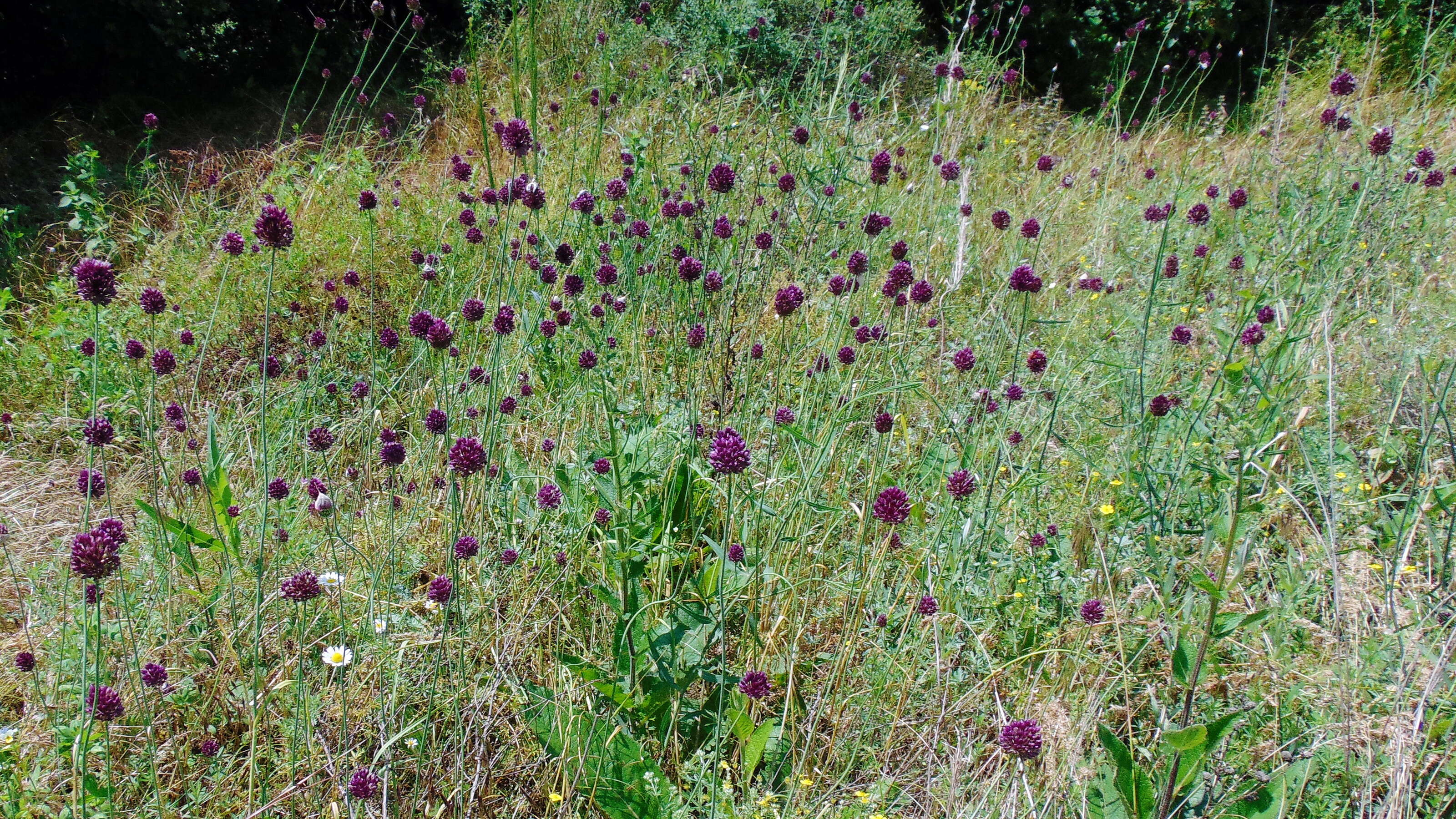 Image of sand leek