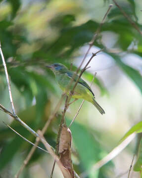 Imagem de Dacnis cayana (Linnaeus 1766)