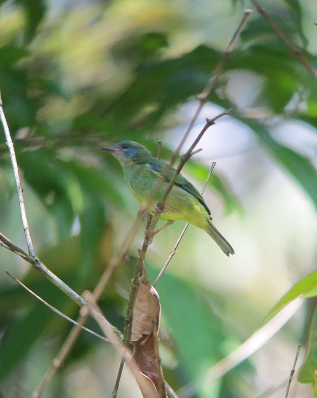 Image of Blue Dacnis