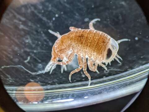 Image of jellyfish amphipods