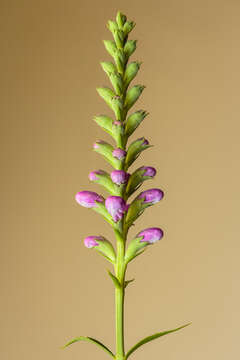 Image of obedient plant