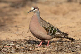 Image of Common Bronzewing