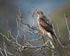 Image of Red-tailed Hawk