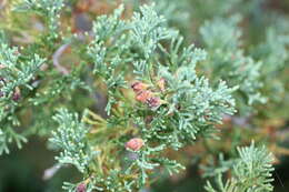 Image of Atlantic White Cedar