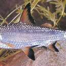 Image of Burnt-tailed Barb