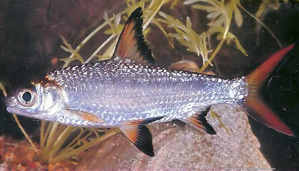 Image of Burnt-tailed Barb