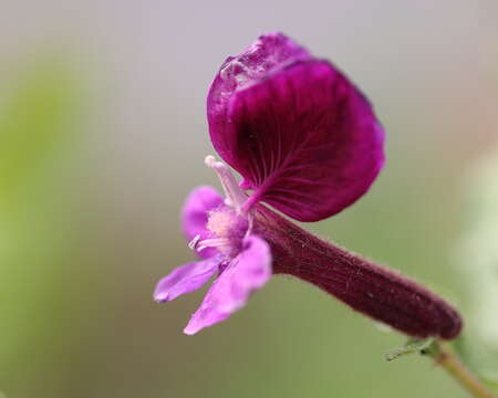 Image of blue waxweed