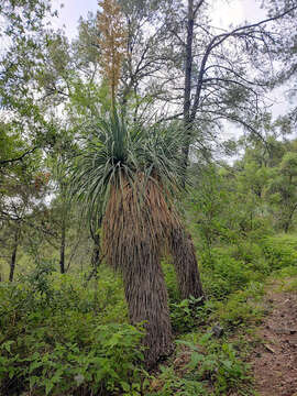 Image de Nolina beldingii Brandegee