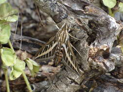 Image of White-lined Sphinx