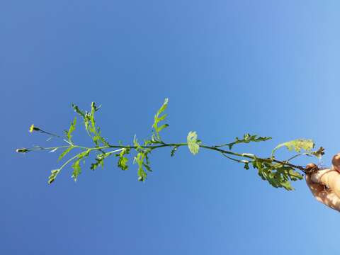 Image of sticky groundsel