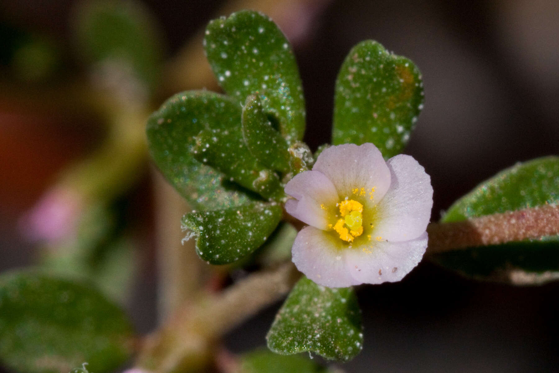 Image de Frankenia pulverulenta L.