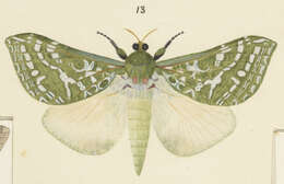 Image of Aenetus virescens