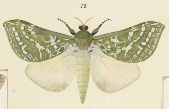 Image of Aenetus virescens