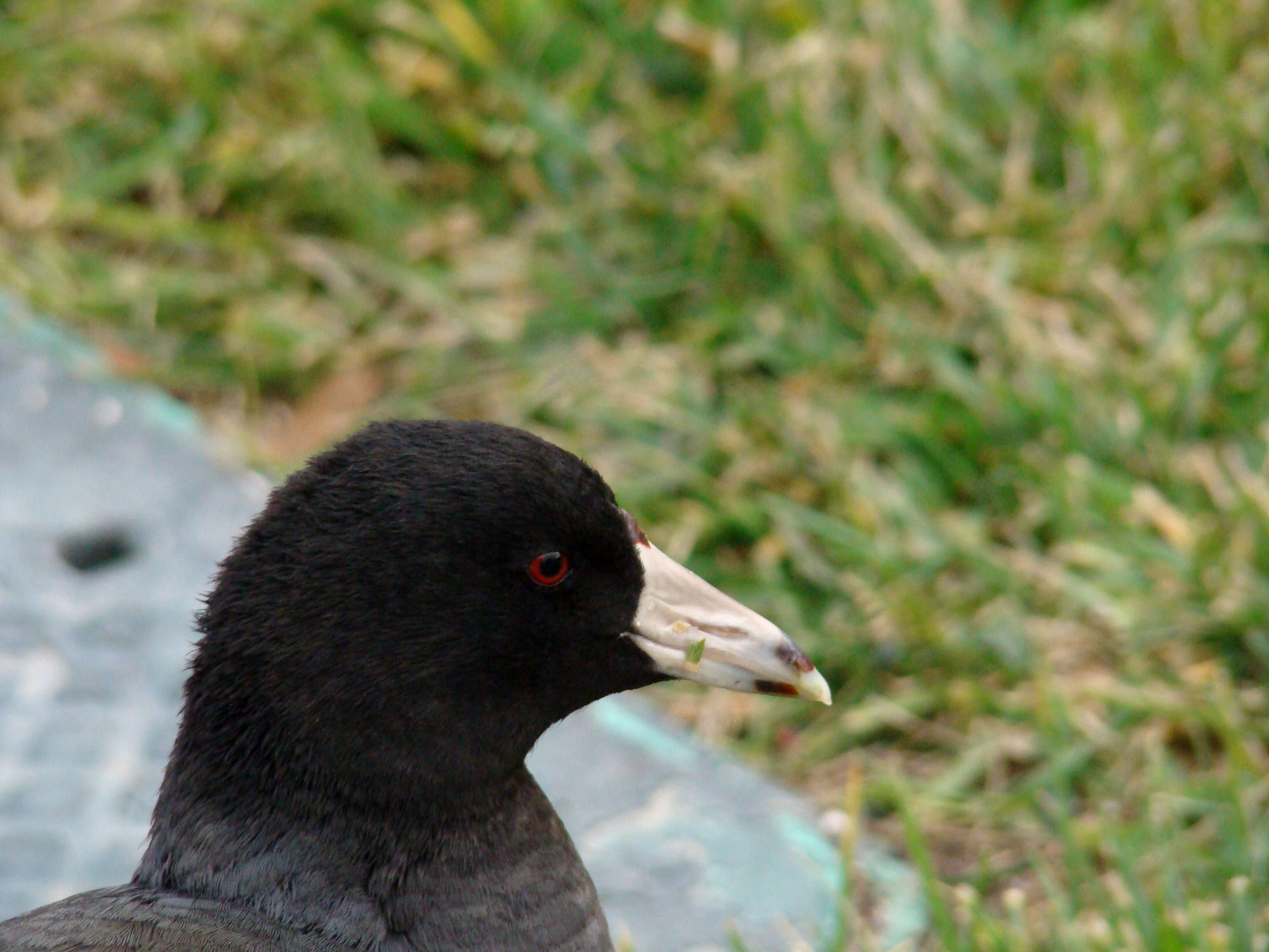 Image of Fulica Linnaeus 1758