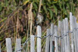 Image of Myrtle Warbler