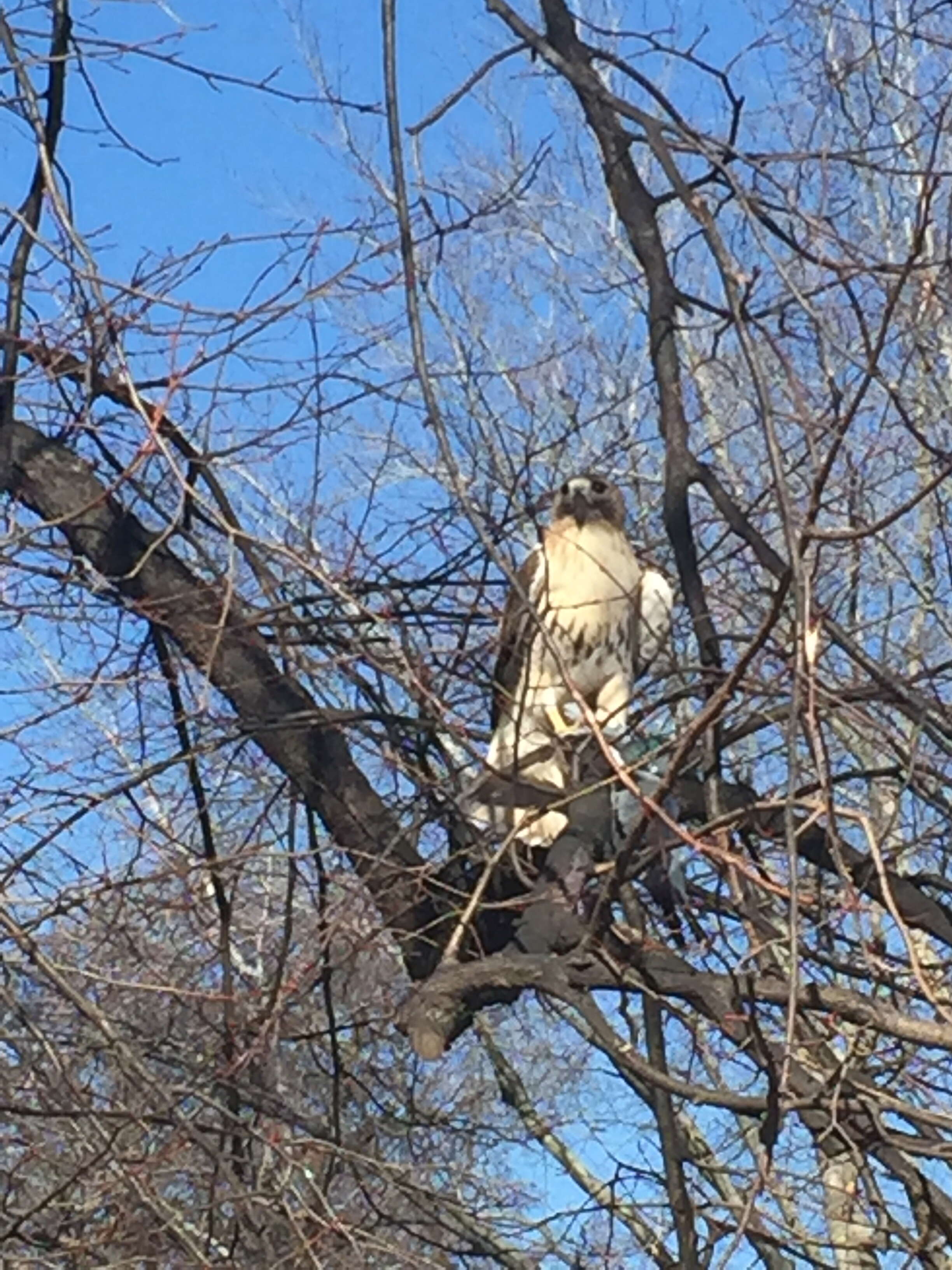 Image of Red-tailed Hawk