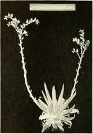 Imagem de Dudleya stolonifera Moran