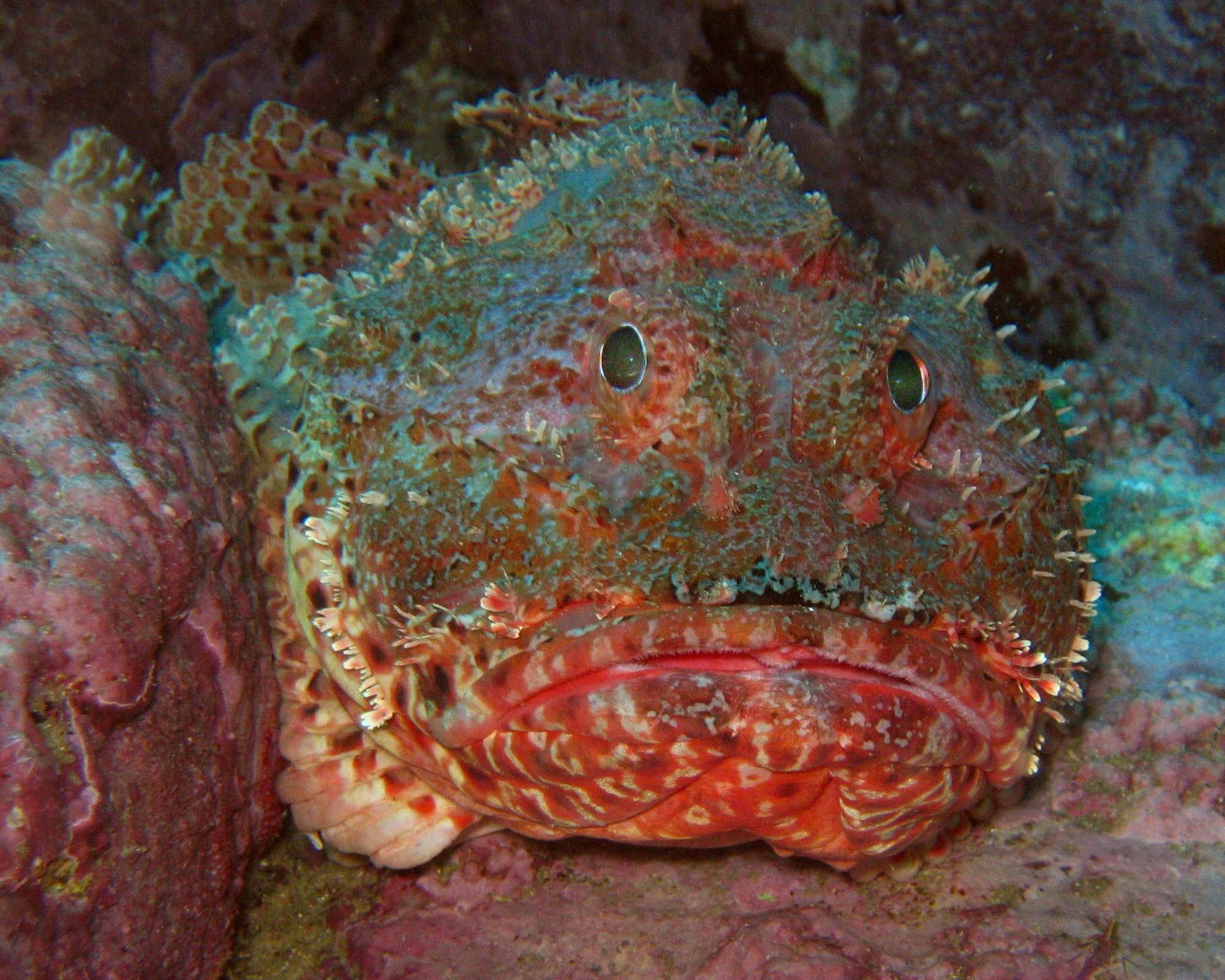 Image of Red scorpionfish