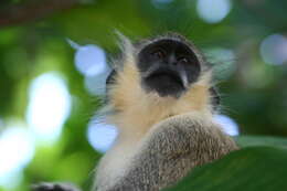 Image of Green Monkey