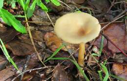 Слика од Clitocybe gibba (Pers.) P. Kumm. 1871