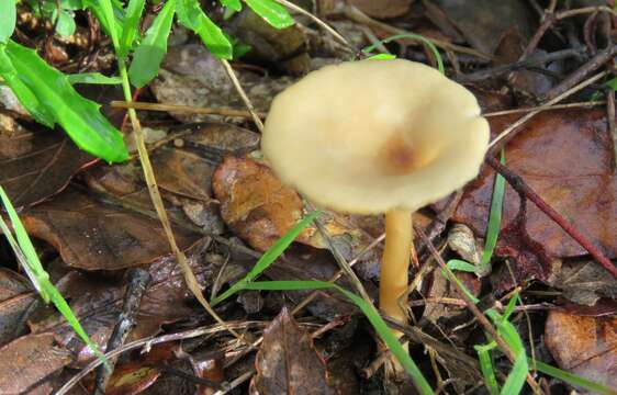 Image of funnel clitocybe